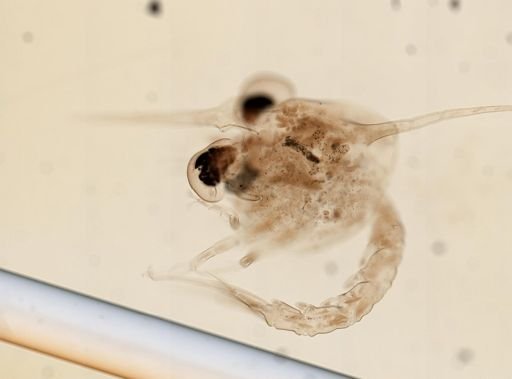 Brachyura