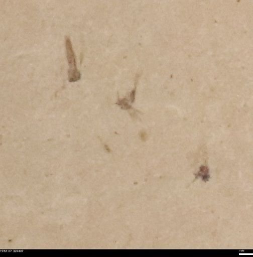 undet. Insecta
