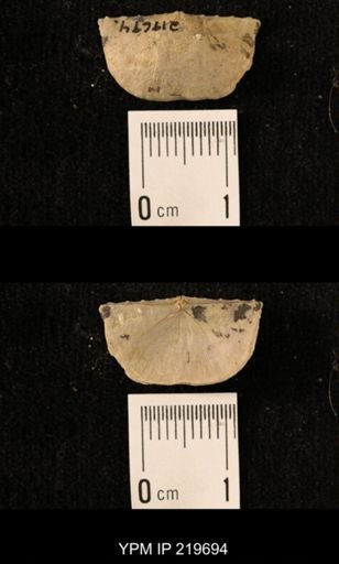 Chonetes granulifer