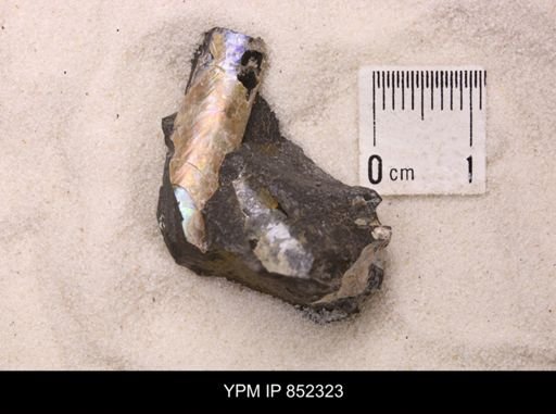 Baculites sp.