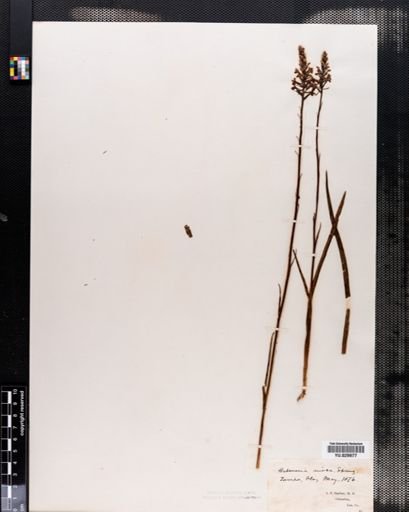 Habenaria