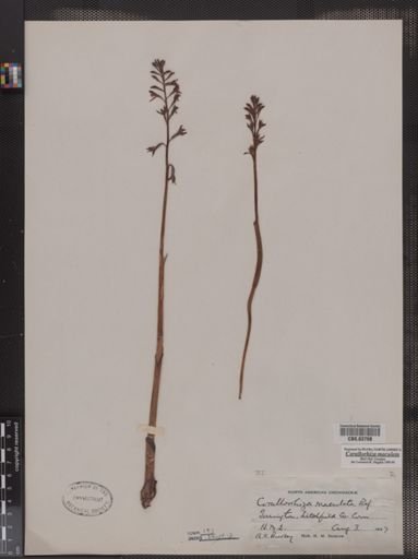Corallorhiza maculata