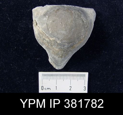 Strophomena hecuba