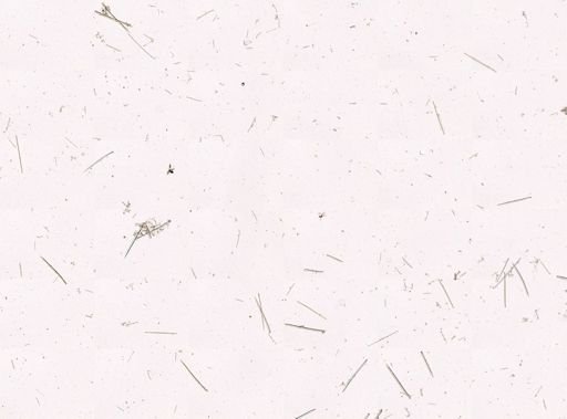 Iophon sp.