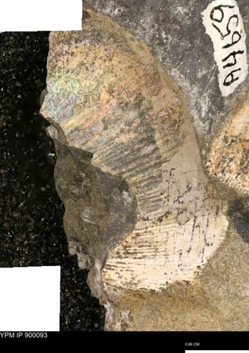 Hoploscaphites sp.