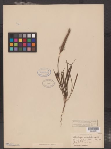 Plantago aristata
