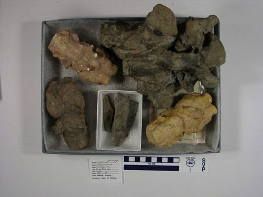 Mesatirhinus petersoni
