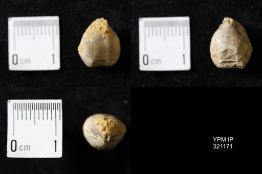 Dielasma turgida