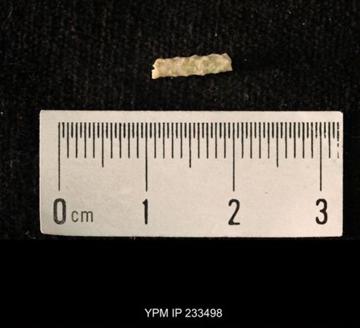 Archaeocidaris sp.
