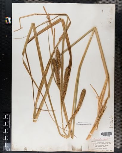 Plantae