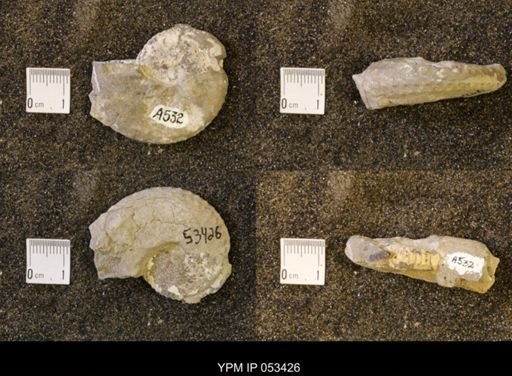 Discoscaphites conradi