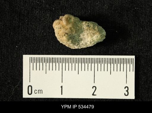 Glomerula gordialis