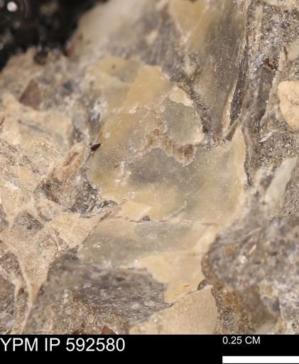 undet. Bivalvia