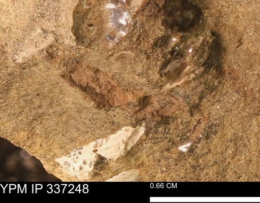 undet. Mollusca