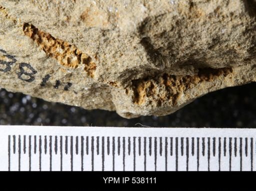 undet. Stelleroidea