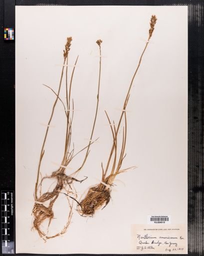 Narthecium americanum