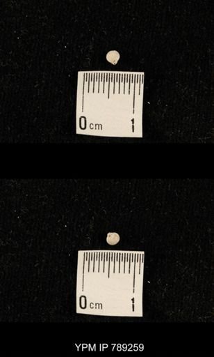 undet. Brachiopoda