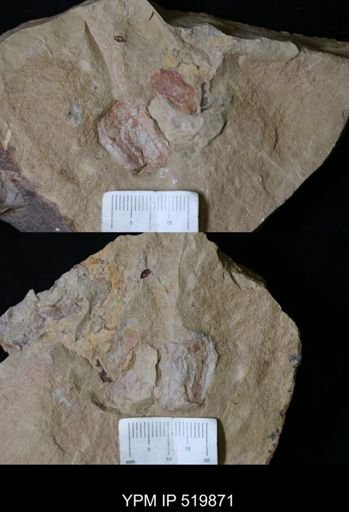 undet. Arthropoda