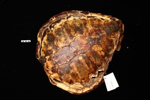 Cheloniidae