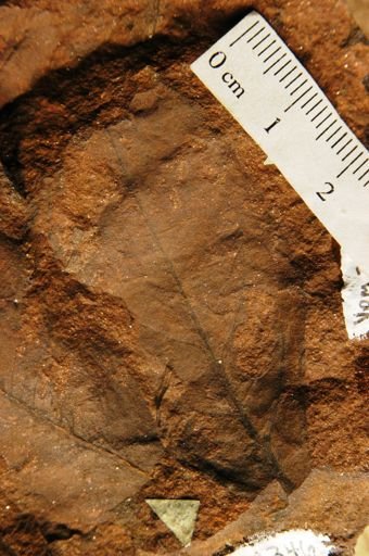 Celastrophyllum benedeni
