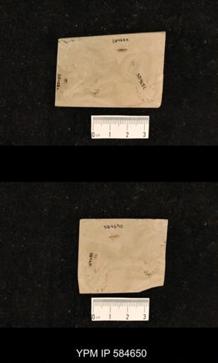 undet. Hemiptera