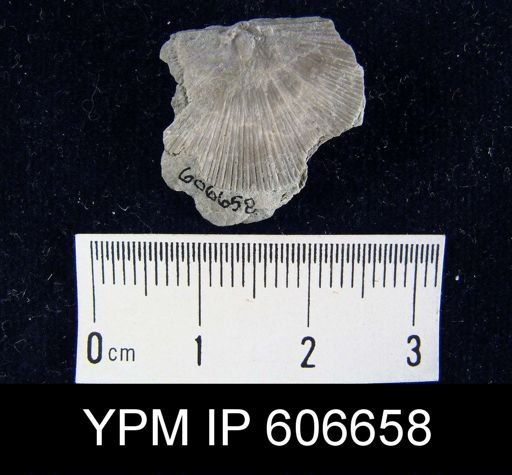 Schuchertella gamachiana