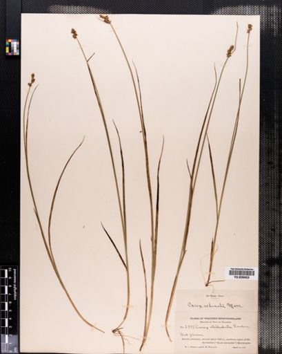 Carex echinata