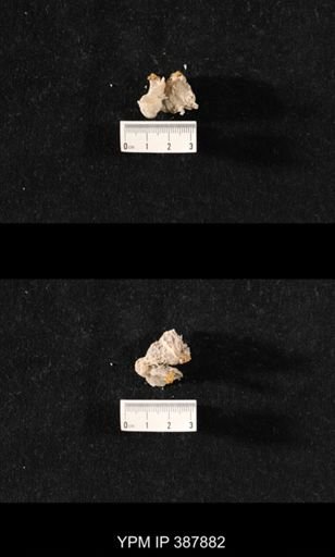 Hercosia sp.