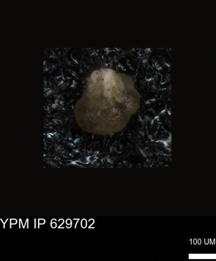undet. Foraminiferida