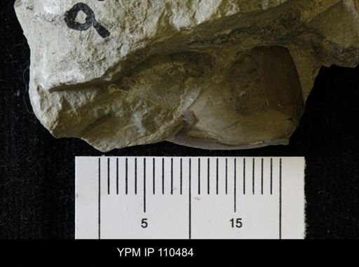 Bumastus orbicaudatus