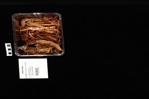 Notothenia coriiceps