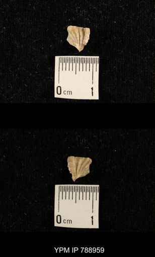 undet. Brachiopoda