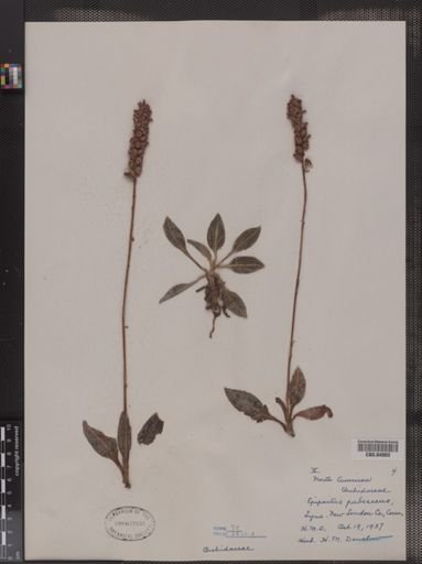 Epipactis pubescens