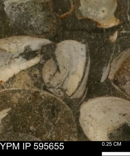 Protocardia sp.