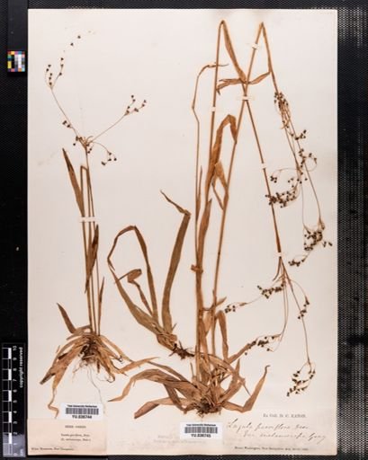 Luzula parviflora