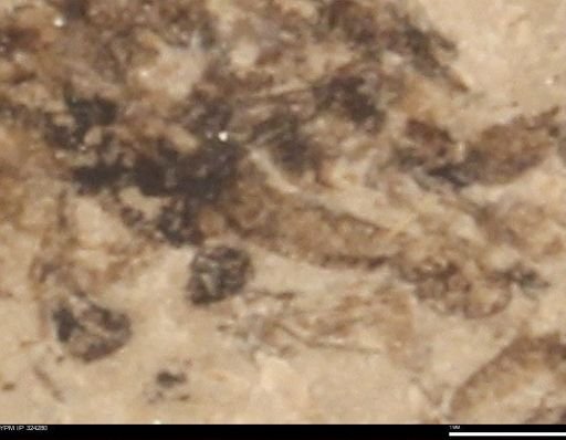 undet. Insecta