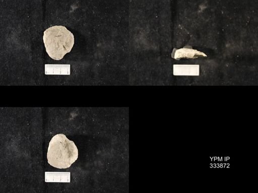 Echinoconchus vittata