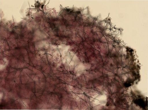 Ectyoplasia ferox