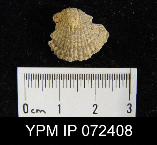 Atrypa tennesseensis