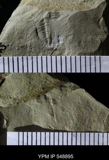 Trilobita