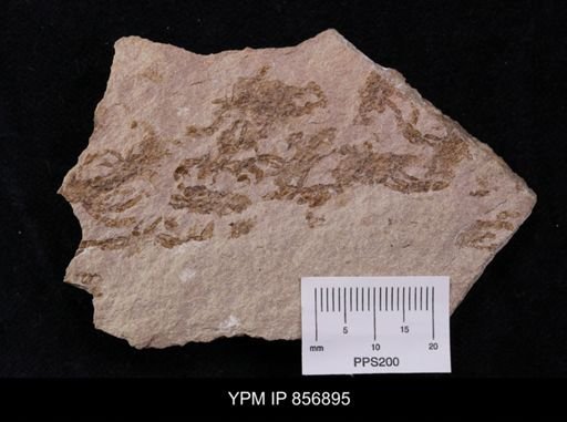 Callichimaera perplexa