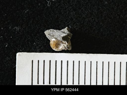 Ammonoidea