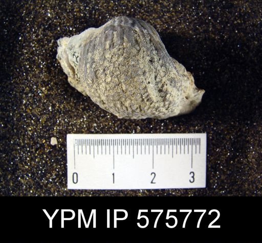 Protarea richmondensis