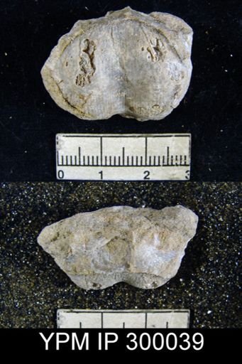 Productus guadalupensis