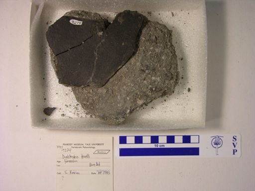 Dunkleosteus terrelli