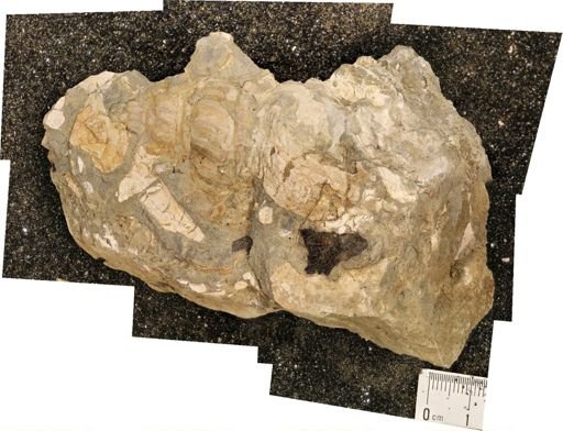 Baculites sp.