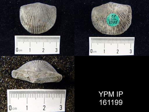 Dinorthis porcata