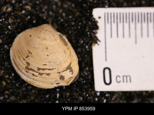 Limopsis striatopunctatus