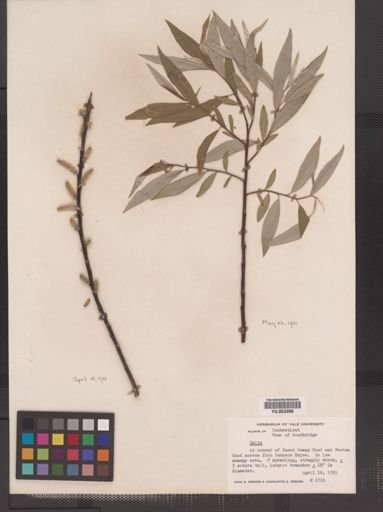 Salix