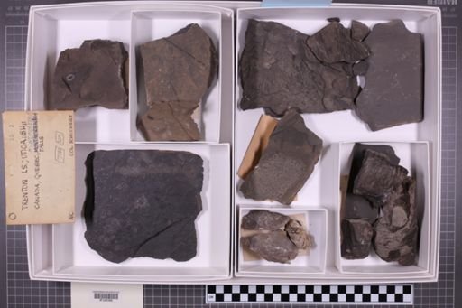 mixed taxa, stratigraphic collection